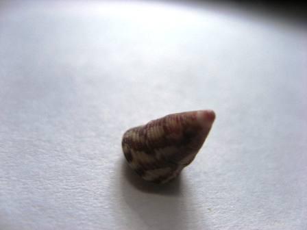 Ciao a tutti cos''�?